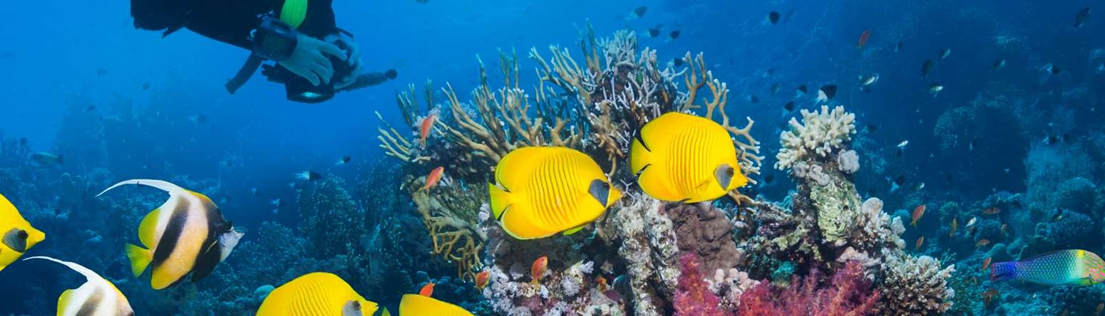 Scuba Diving - 8 things you need to know about the Red Sea