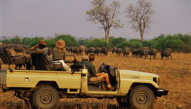 Blog images - Why Africa and Saudi Arabia are the best safari destinations - zambia safari