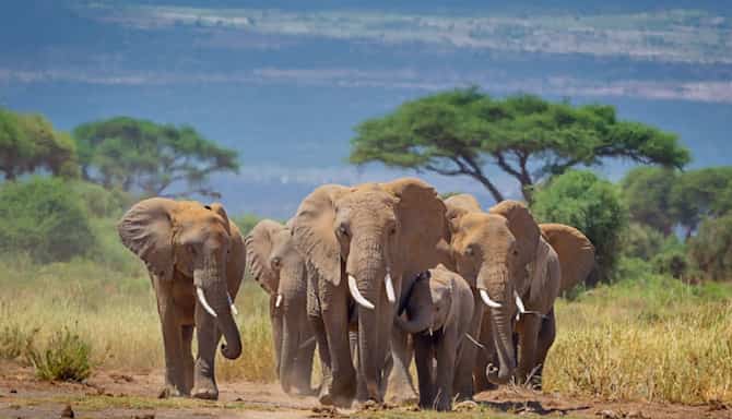 Blog images - Why Africa and Saudi Arabia are the best safari destinations - kenya elephants