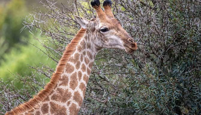 Blog images - Why Africa and Saudi Arabia are the best safari destinations - Mozambique giraffe