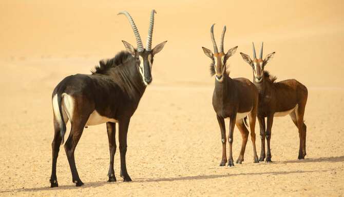 Blog images - Why Africa and Saudi Arabia are the best safari destinations - Riyadh