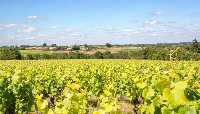 Blog images - 2024 - Eat like a local in Nantes muscadet vineyards