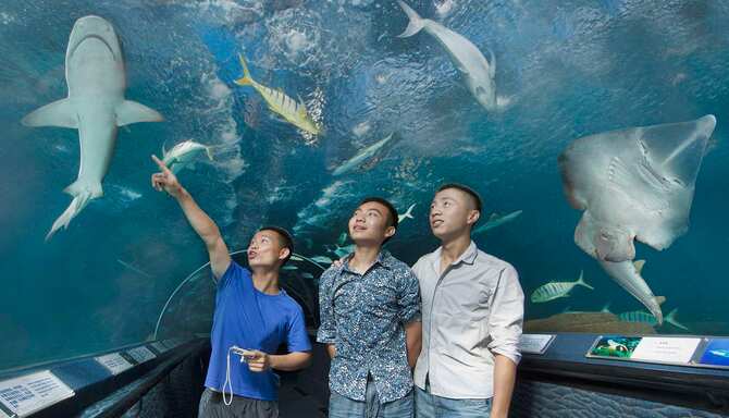 Blog images - 2024 - Family Day Trips from Aarhus Family shark centre