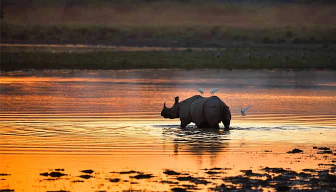 Blog images - 2025 VOL 2 - Kaziranga National Park in India