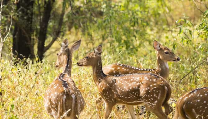 Blog images - 2025 VOL 2 - Panna National Park India