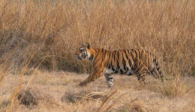 Blog images - 2025 VOL 2 - Panna National Park India