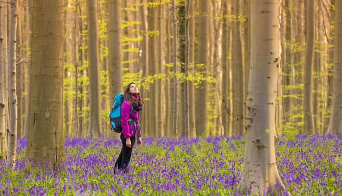 Blog images - 2025 - Day trips from Brussels discover hidden gems Experiences Blue forest known as Hallerbos Halle Flemi