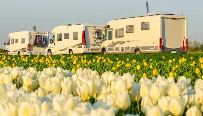 Blog images - 2025 - Discover Amsterdam neighborhoods hidden gems await Destination Tulips on flowerbed Amsterdam Nether