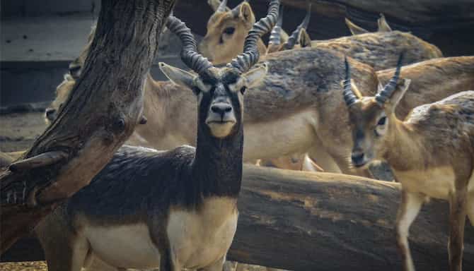 Blog images - 2025 - National Zoological Park New Delhi