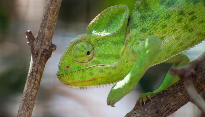 Blog images - 2025 - Guindy National Park Chennai