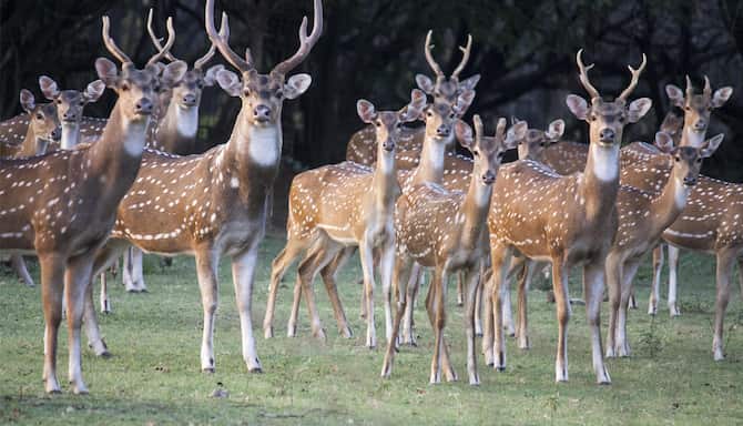 Blog images - 2025 - Chital Guindy National Park India