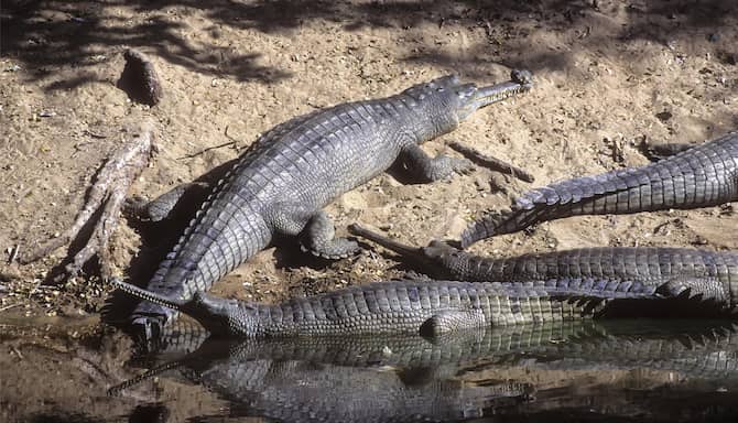 Blog images - 2025 - Gharial Tamil Nadu India
