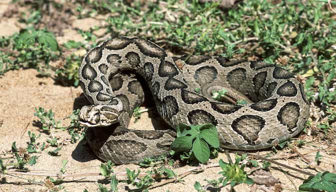 Blog images - 2025 - Russell s Viper Chennai Tamil Nadu South India India