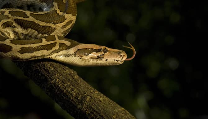 Blog images - 2025 - India Rock Python