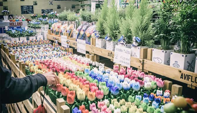 Blog images - 2025 - Amsterdam markets a vibrant journey awaits Experiences The Bloemenmarkt