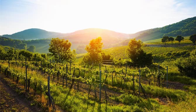 Blog images - 2025 - Vienna vineyards Day Trips from Vienna