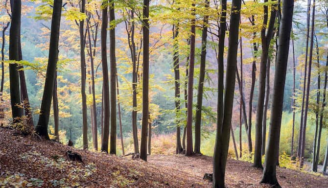 Blog images - 2025 - Vienna Woods around Vienna Day Trips from Vienna