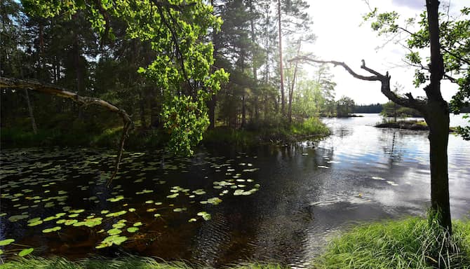 Blog images - 2025 - Day trips from Stockholm discover hidden gems Experiences Stockholm Tyresta National Park