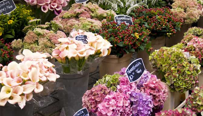 Blog images - 2025 - Amsterdam markets a vibrant journey awaits Experiences Bloemenmarkt Amsterdam s flower