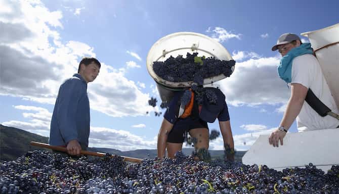 Blog images - 2025 - Lyon Wine Tours Sip Savor and Explore food amp drink harvesting grapes in France