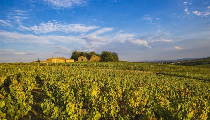 Blog images - 2025 - Lyon Wine Tours Sip Savor and Explore food amp drink Vineyards Rhone Beaujolais