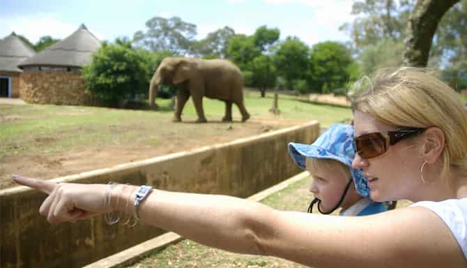 Blog images - 2025 - Things to do in Johannesburg uncover the unexpected Destination Johannesburg Zoo Gauteng Province S