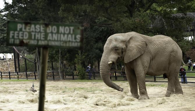 Blog images - 2025 - Things to do in Johannesburg uncover the unexpected Destination Elephant Johannesbur