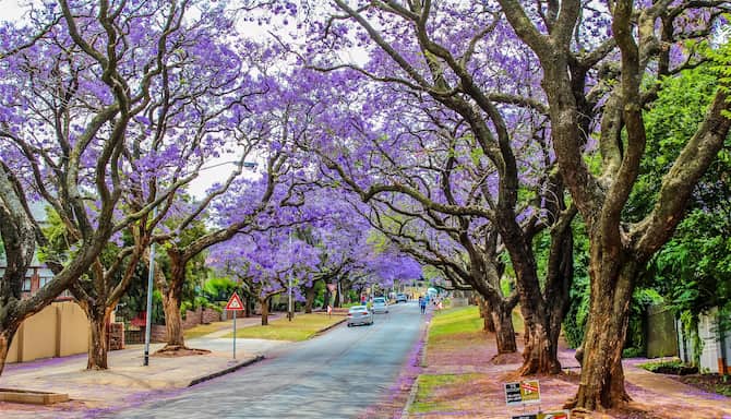 Blog images - 2025 - Day trips from Johannesburg discover hidden gems Destination South Africa Pretoria Blooming Jacaran