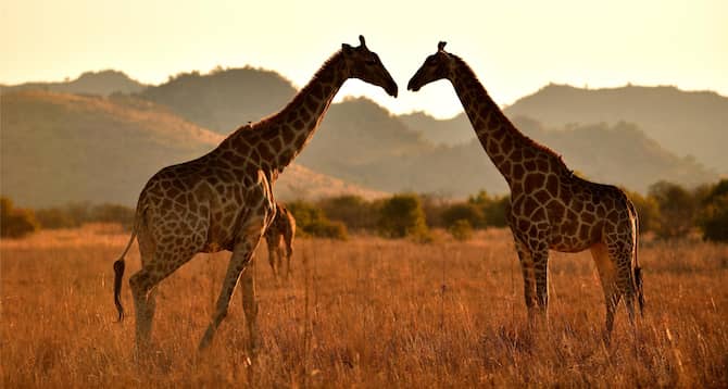 Blog images - 2025 - Day trips from Johannesburg discover hidden gems Destination Pilanesberg South Africa