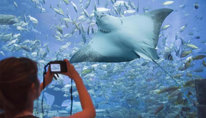 Blog images - 2025 - Dubai museums uncover hidden gems Culture Atlantis Aquarium at Dubai