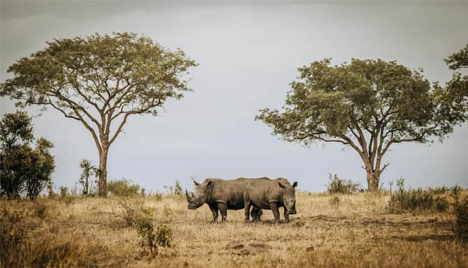 Blog images - 2025 - Day trips from Johannesburg discover hidden gems Destination Kruger National Park South Africa visi