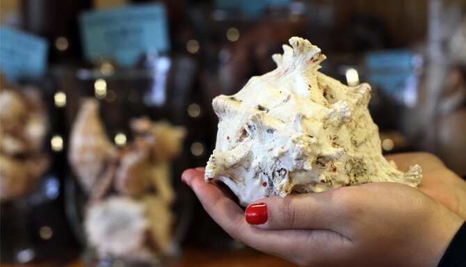 Blog images - 2025 - Sea Shell Museum