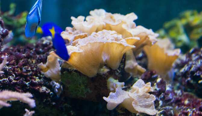 Blog images - 2025 - Mahabalipuram Beaches