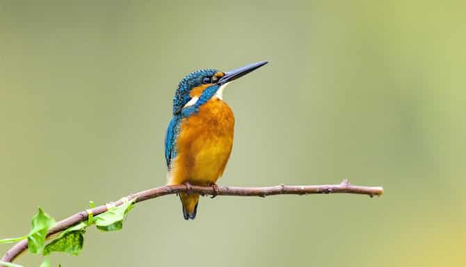 Blog images - 2025 - Salim Ali Bird Sanctuary