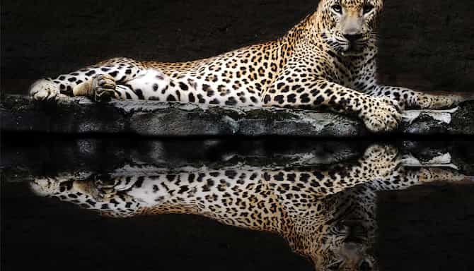 Blog images - 2025 - Bondla Wildlife Sanctuary Goa