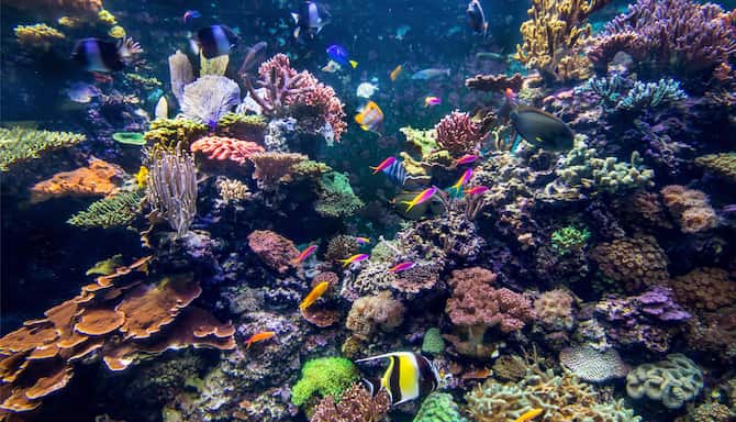 Blog images - 2025 - Aquarium