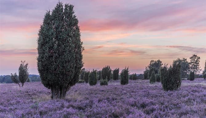 Blog images - 2025 - Germany Lower Saxony Heath district Lueneburg Heath