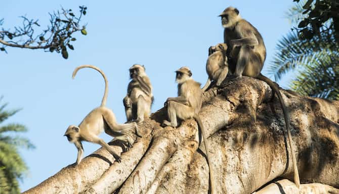 Blog images - 2025 - Monkey Hill in Lonavala