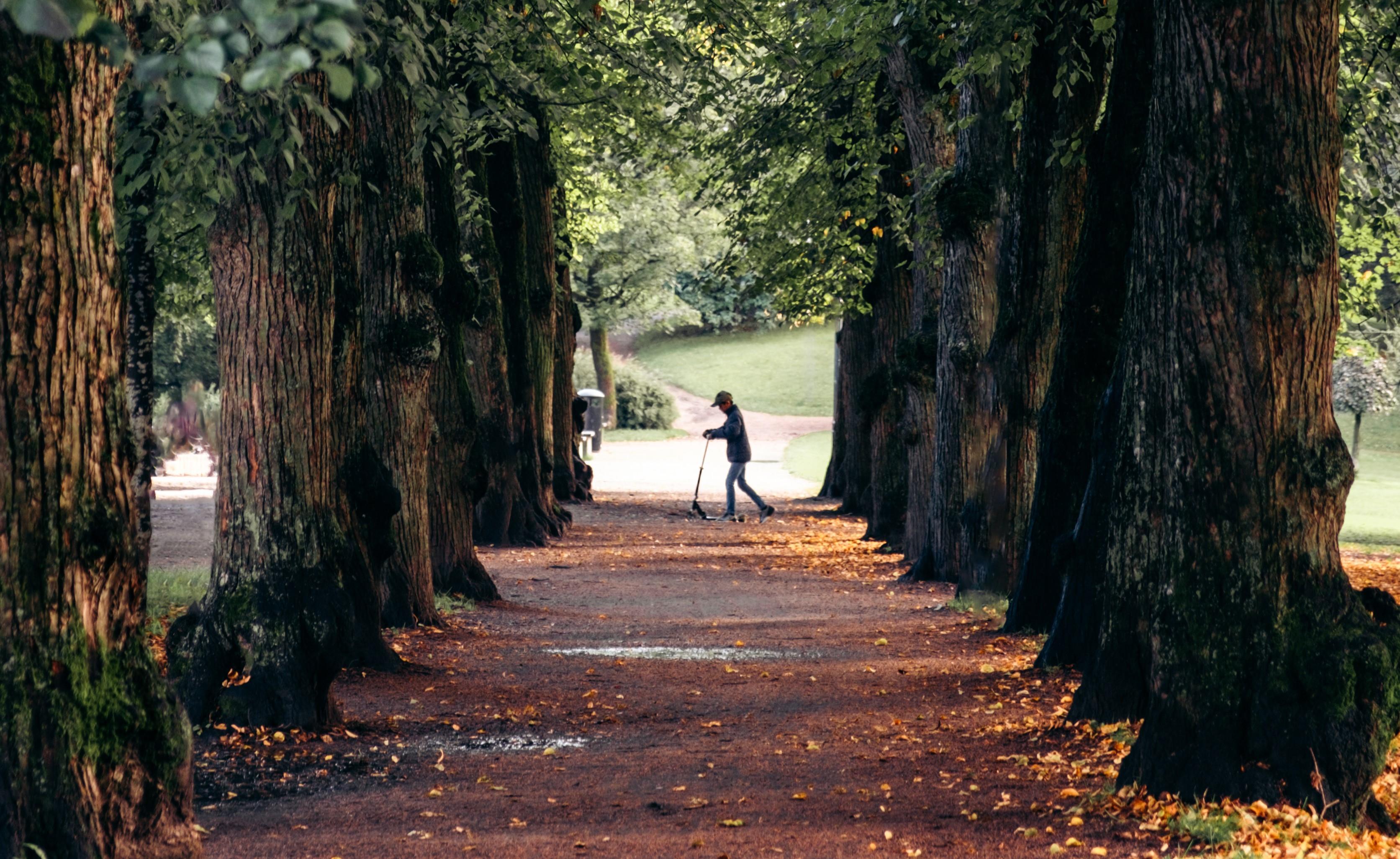 Tree Avenue in Eastern Oslo, Oslo