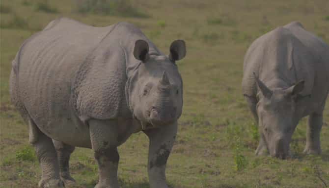 Blog images - 2025 - VOL.009 - Jungle Safaris in India Image