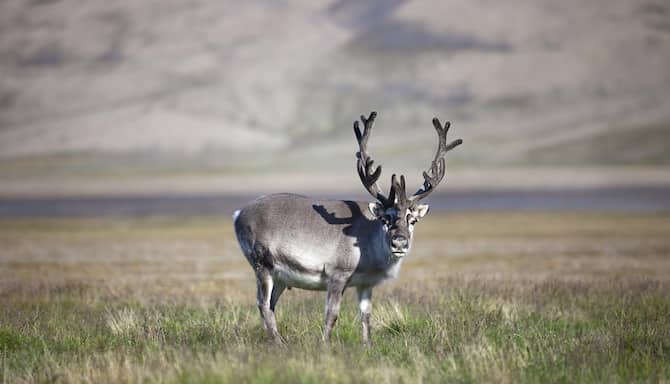 Blog images - 2025 - VOL.009 - Svalbard in Summer Destinations Reinsdyr HGS Foto Hanne Feyling