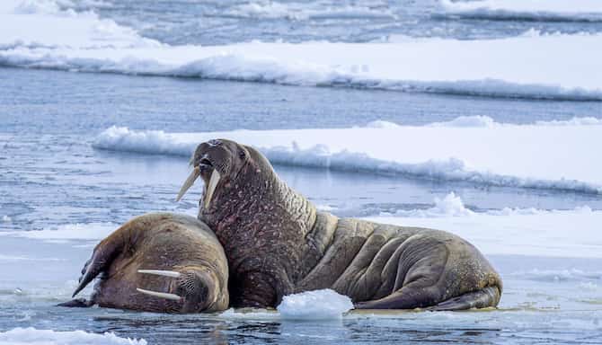 Blog images - 2025 - VOL.009 - Svalbard in Summer Destinations HG Photo Andy Evans