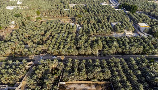 Blog images - 2025 - Riyadh places to visit uncover hidden gems Destination Al Ahsa Oasis largest Oasis in the world Hof