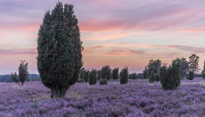 Blog images - 2025 - Germany Lower Saxony Heath district Lueneburg Heath