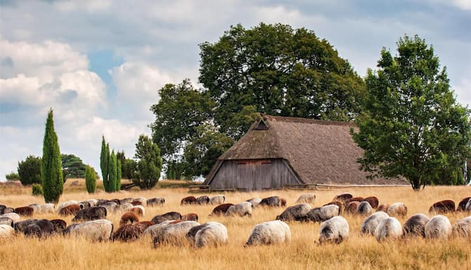 Blog images - 2025 - Discover the charm of L neburg Heath