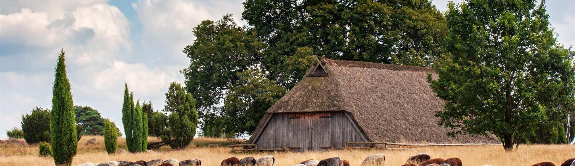 Blog images - 2025 - Discover the charm of L neburg Heath