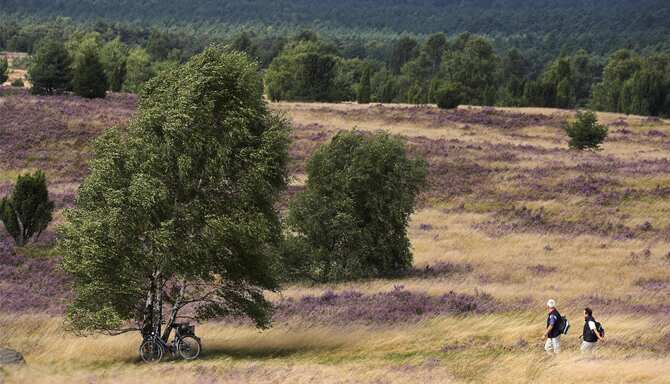 Blog images - 2025 - Lueneburger Heide in Lower SaxonyGermany