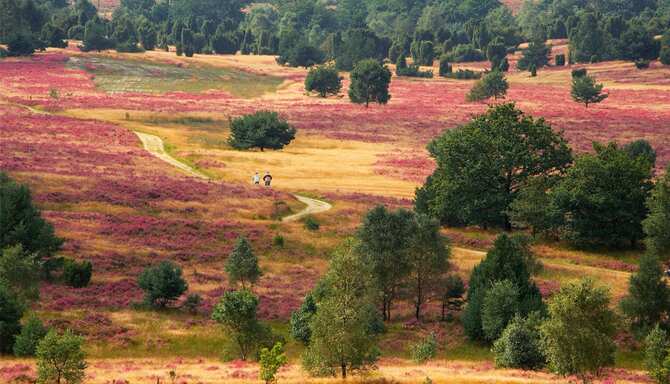 Blog images - 2025 - L neburg Heath