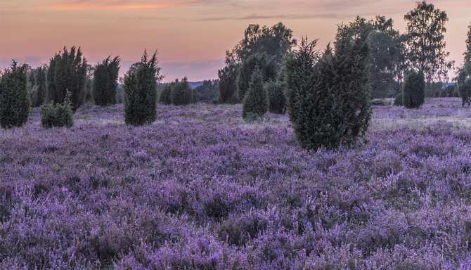 Blog images - 2025 - L neburg Heath Lower Saxony Germany