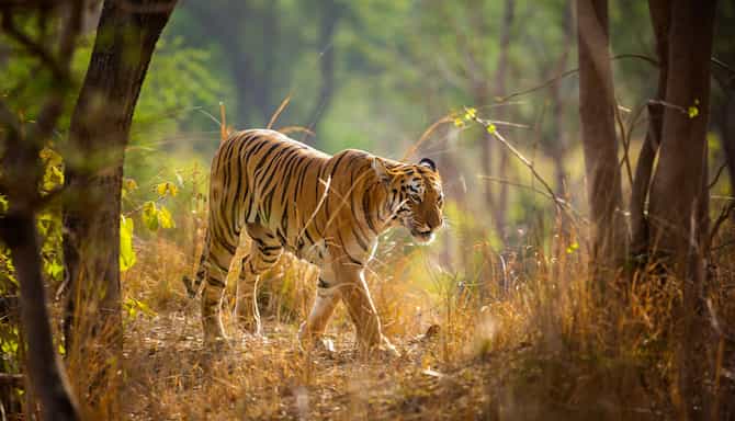 Blog images - 2025 - Tadoba Andhari Tiger Reserve India